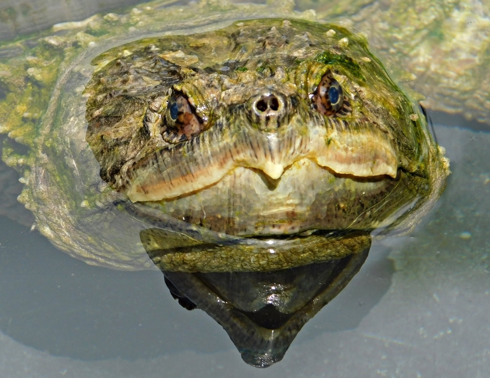 Aligator Teknos Balaton
